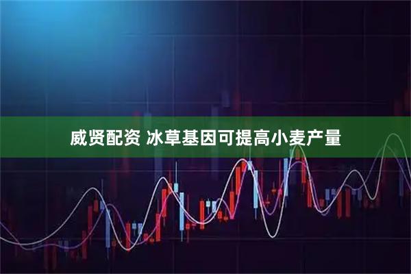 威贤配资 冰草基因可提高小麦产量